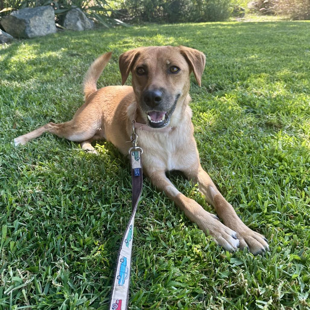 Autumn, Adoptable, Adult Female Labrador Retriever.