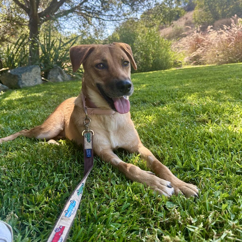 Autumn, a Adoptable Labrador Retriever in San Diego, CA image 3/6