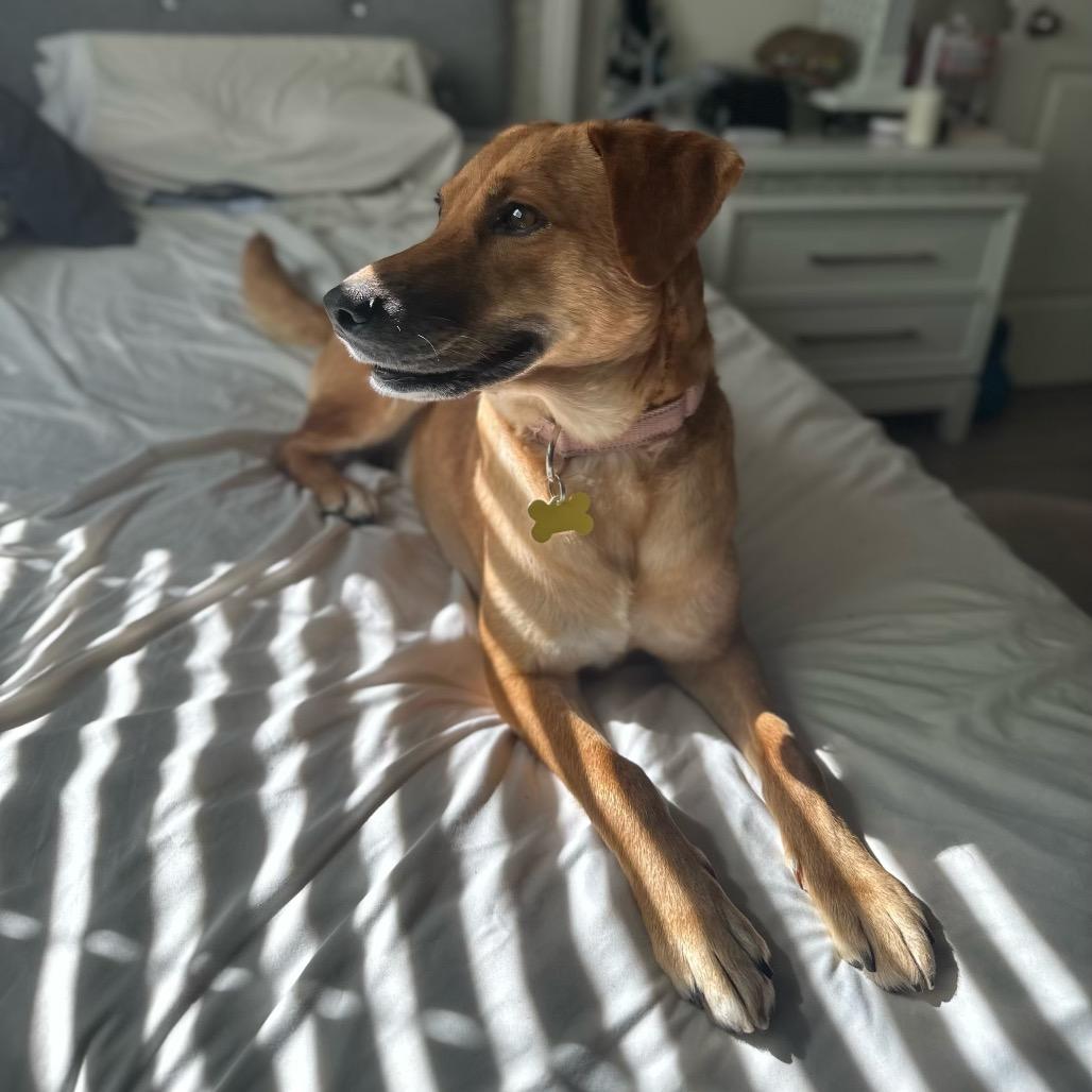 Autumn, a Adoptable Labrador Retriever in San Diego, CA image 4/6