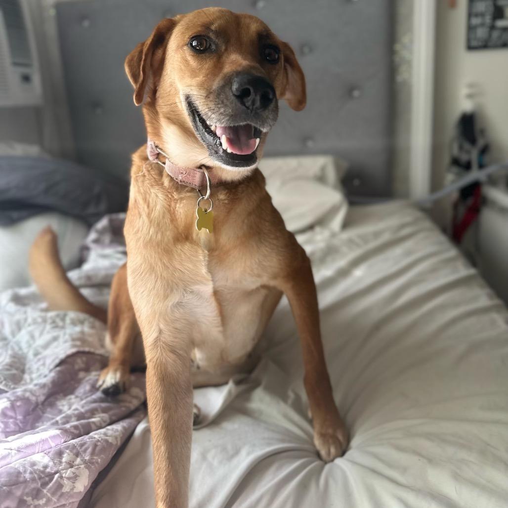 Autumn, a Adoptable Labrador Retriever in San Diego, CA image 5/6