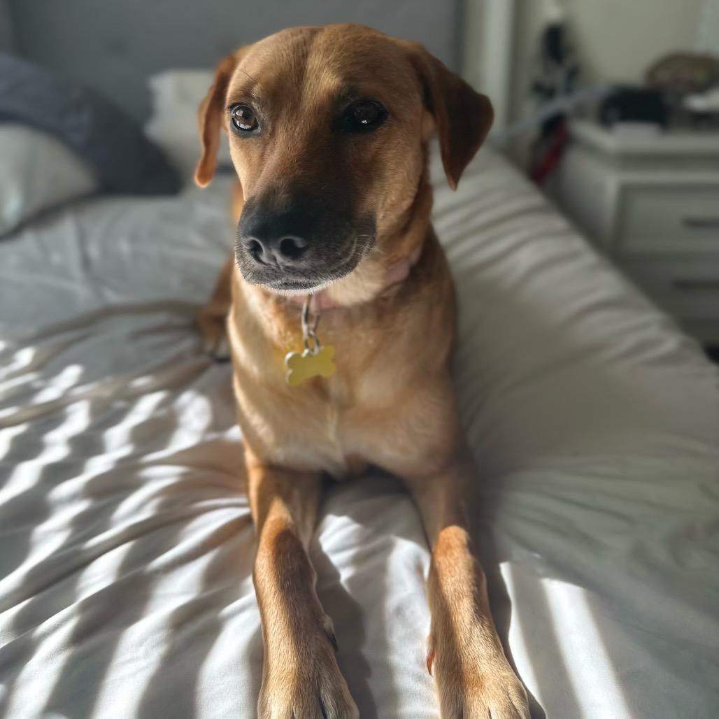 Autumn, a Adoptable Labrador Retriever in San Diego, CA image 5/6