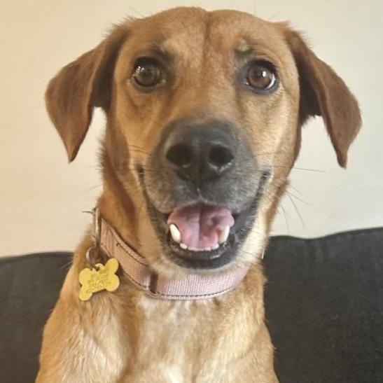 Autumn, a Adoptable Labrador Retriever in San Diego, CA image 6/6