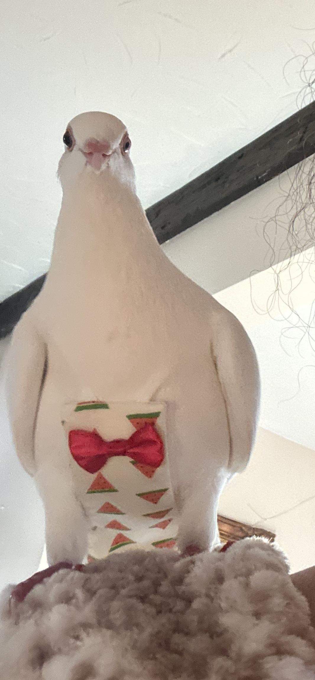 Enlarge Pebble, a ADOPTABLE mixed breed in New York, NY image 3/4