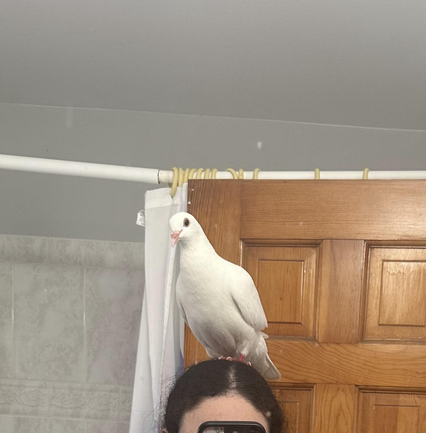 Pebble, ADOPTABLE, Young Male Pigeon & Dove.