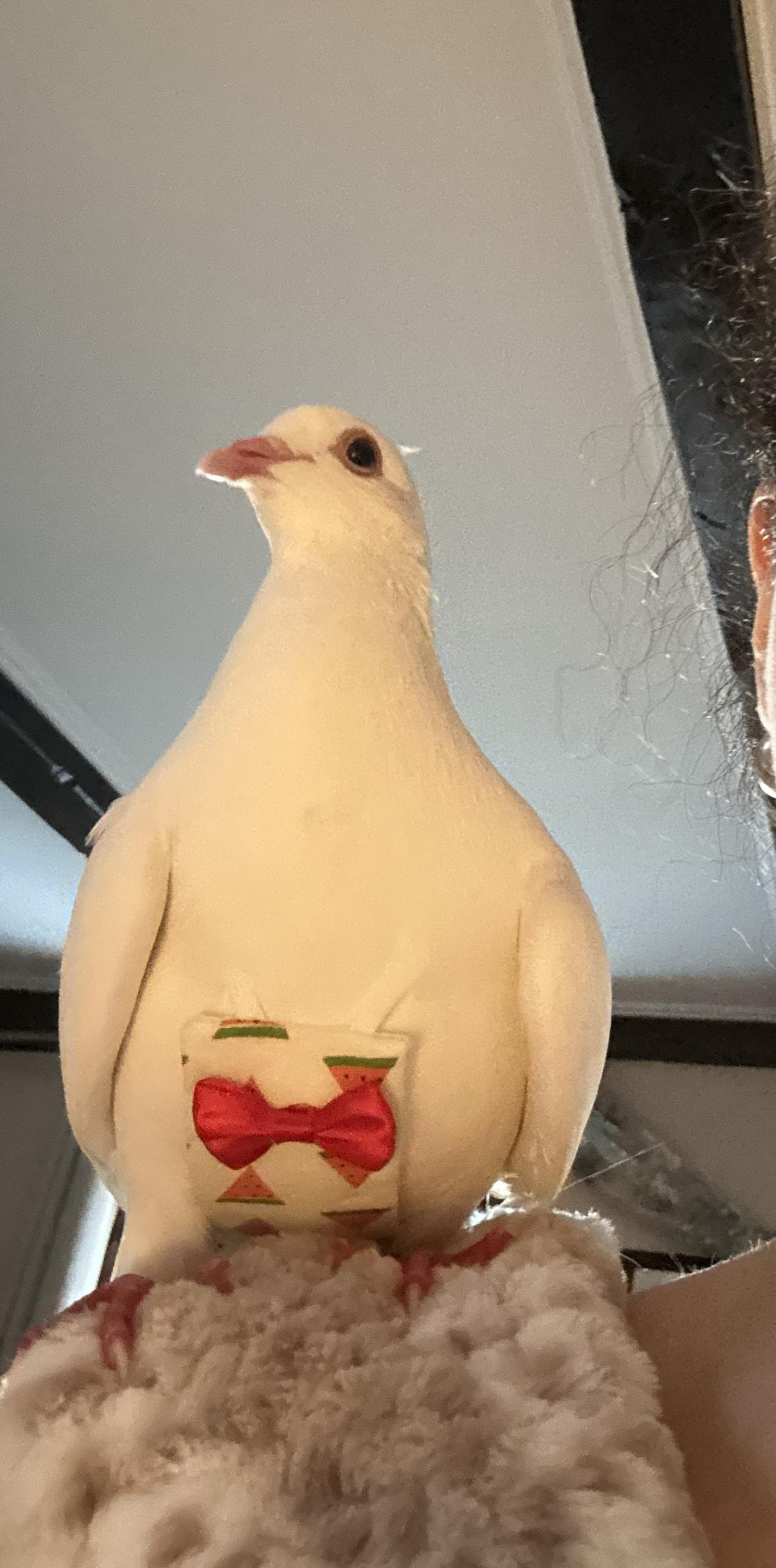 Enlarge Pebble, a ADOPTABLE mixed breed in New York, NY image 2/4