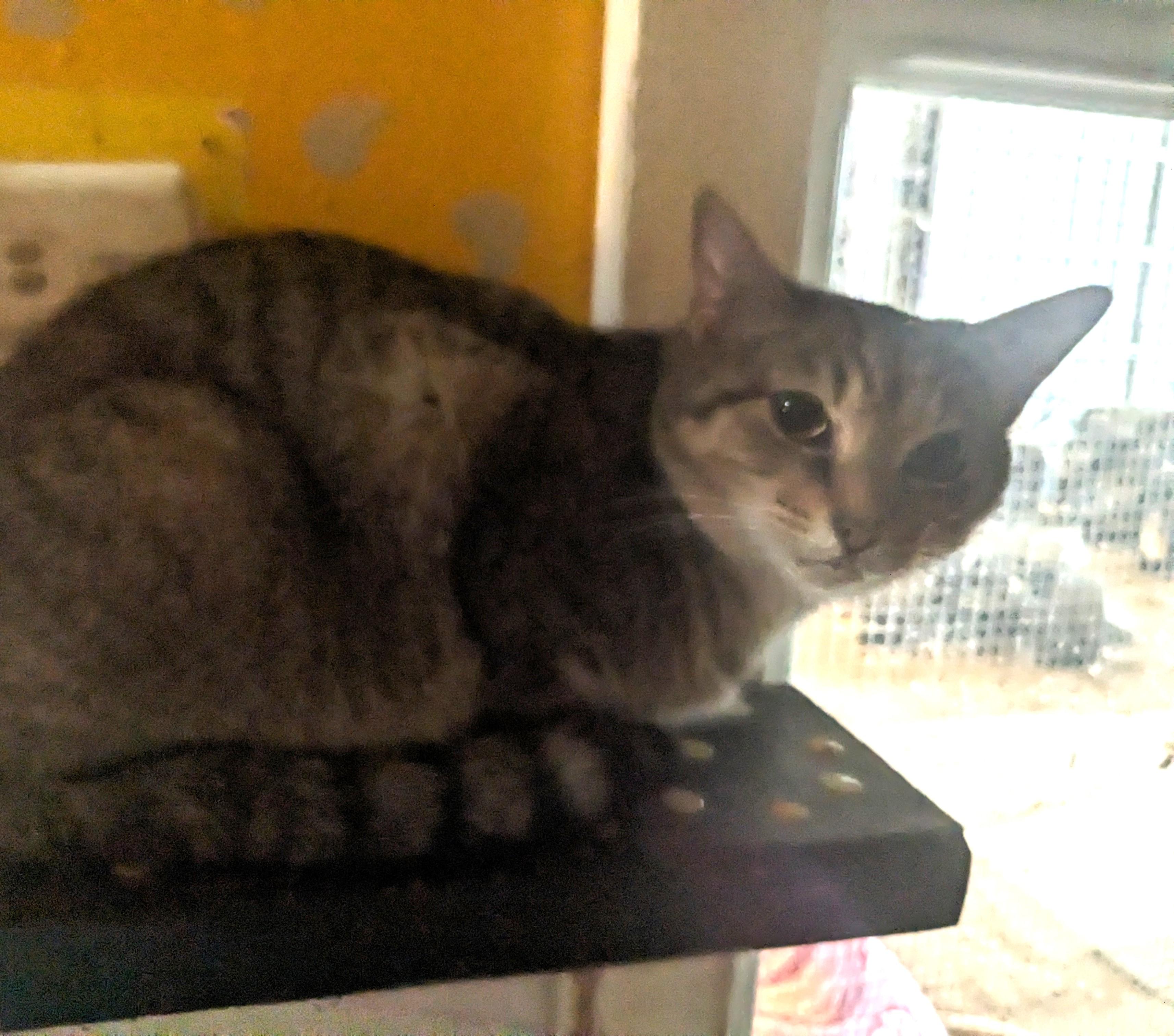 Aspen, Adoptable, Adult Female Domestic Short Hair.