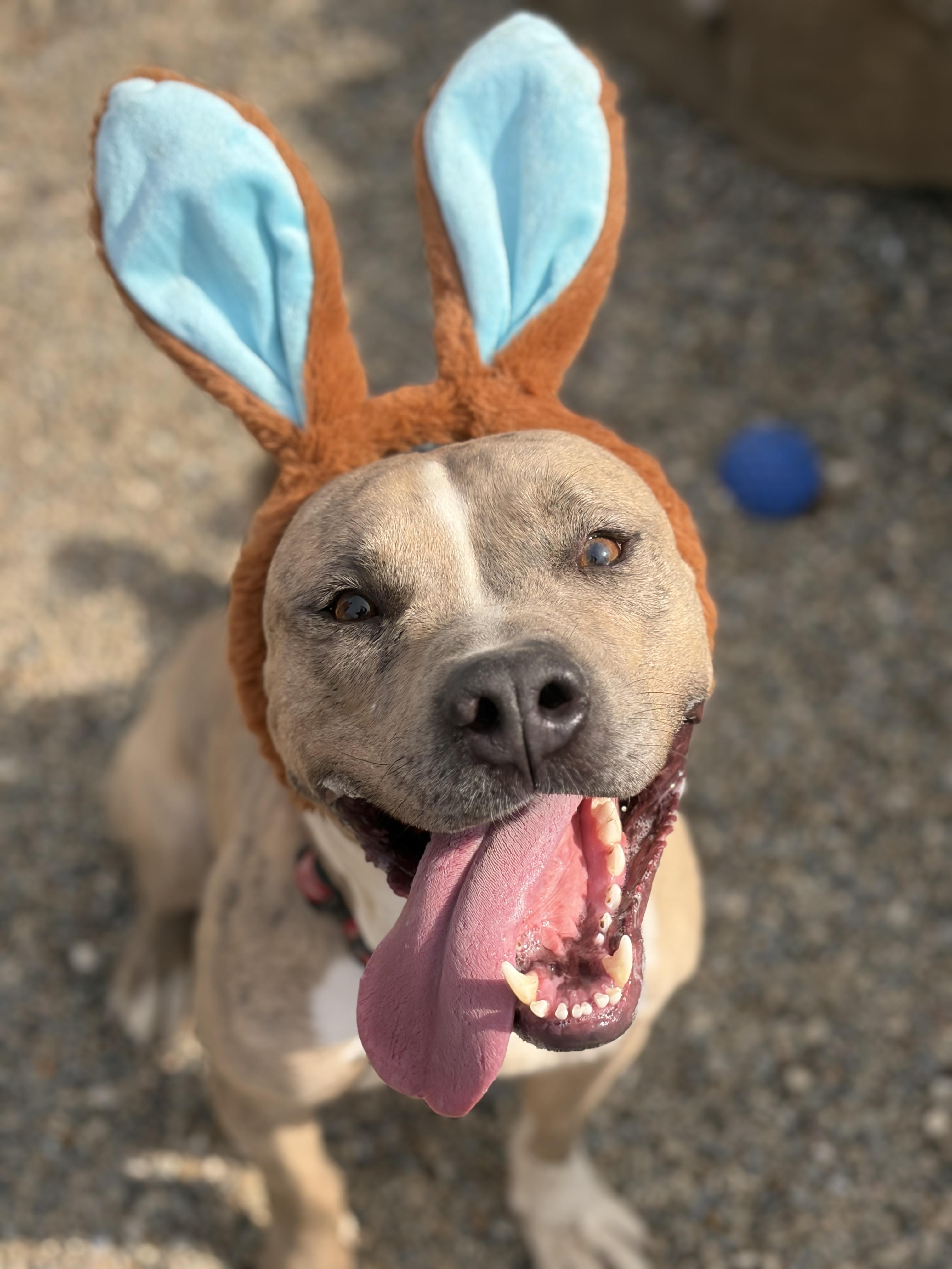 Mac ADOPTED , an adopted Pit Bull Terrier in Canton, OH image 1/6