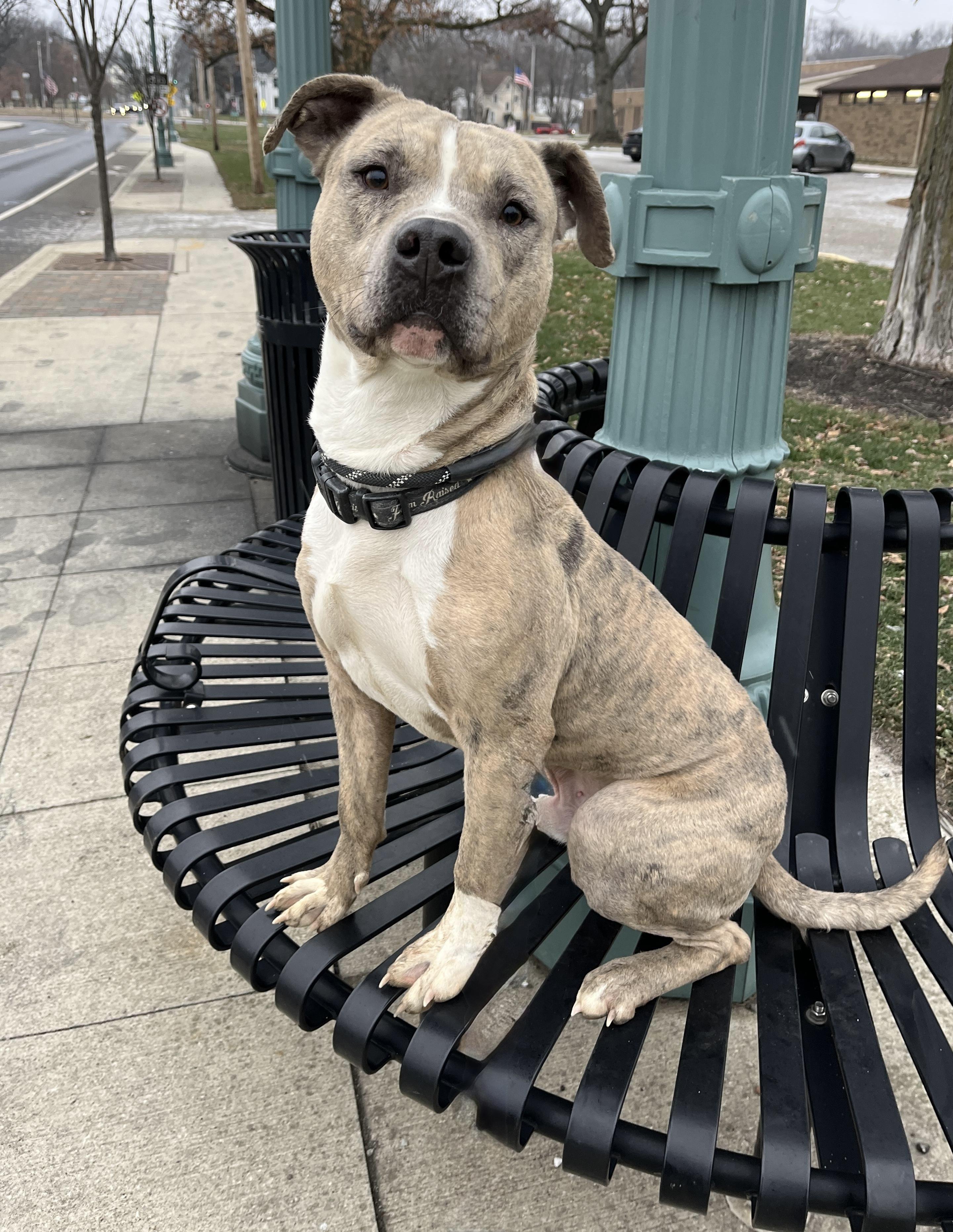 Mac ADOPTED , an adopted Pit Bull Terrier in Canton, OH image 2/6