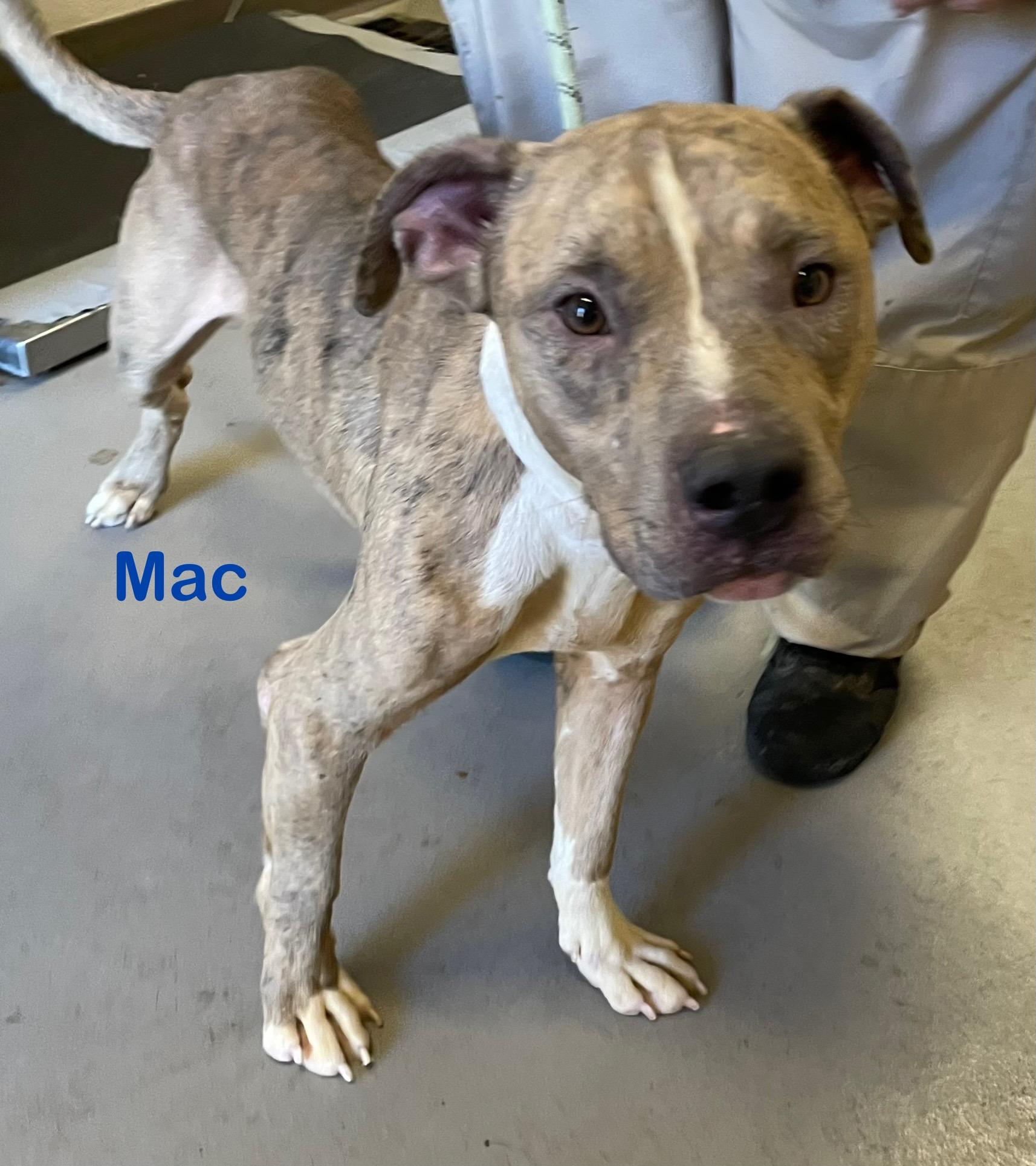 Mac AVAILABLE, a Adoptable Pit Bull Terrier in Canton, OH image 4/5