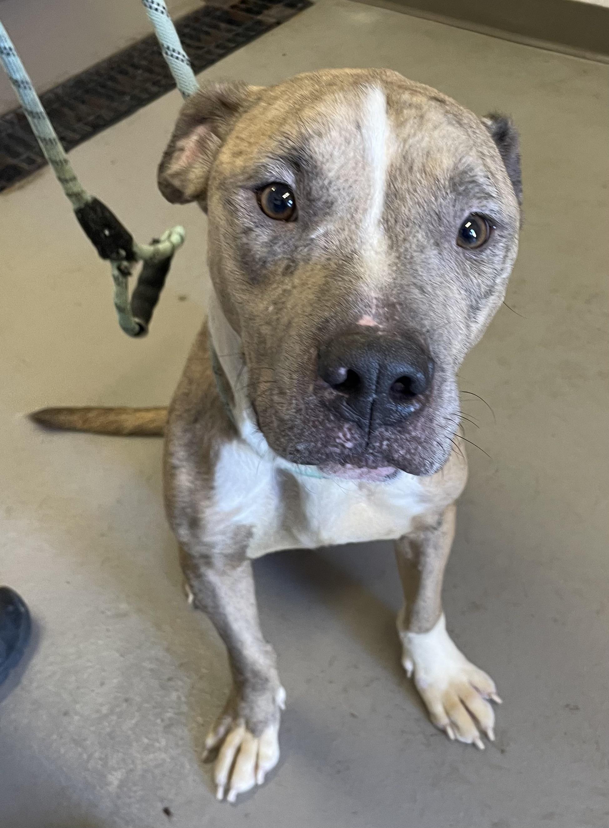 Mac AVAILABLE, a Adoptable Pit Bull Terrier in Canton, OH image 5/5