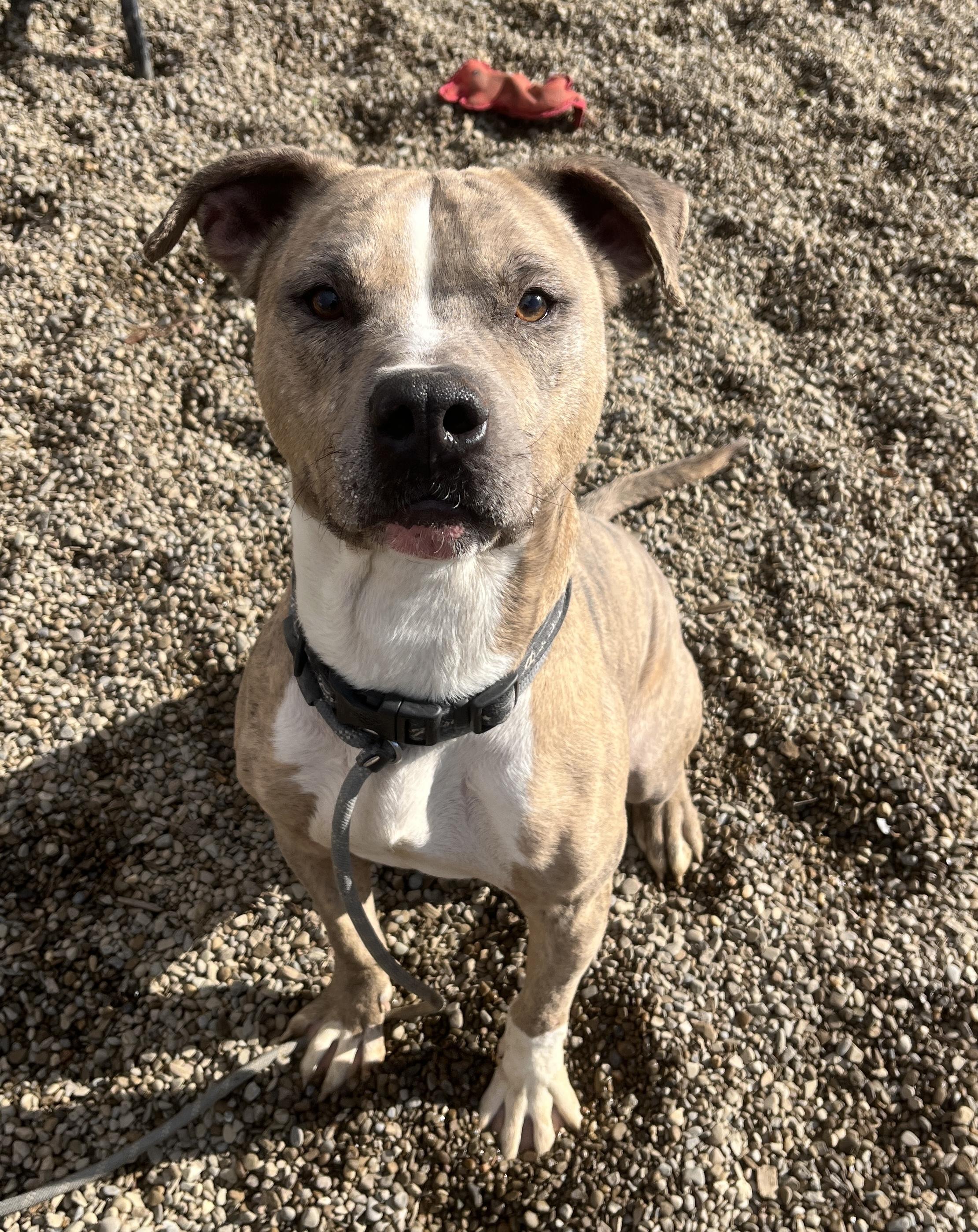 Mac AVAILABLE, a Adoptable Pit Bull Terrier in Canton, OH image 1/5