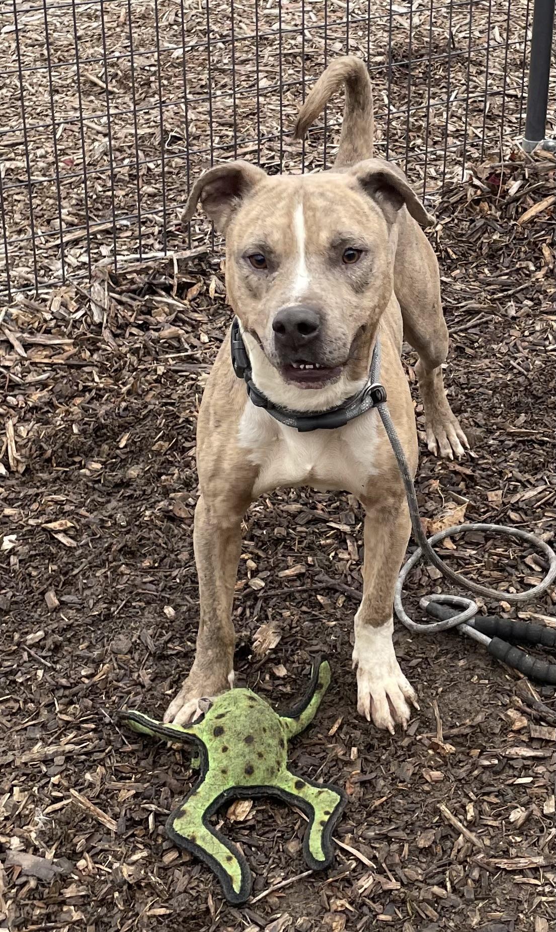 Mac AVAILABLE, a Adoptable Pit Bull Terrier in Canton, OH image 2/5