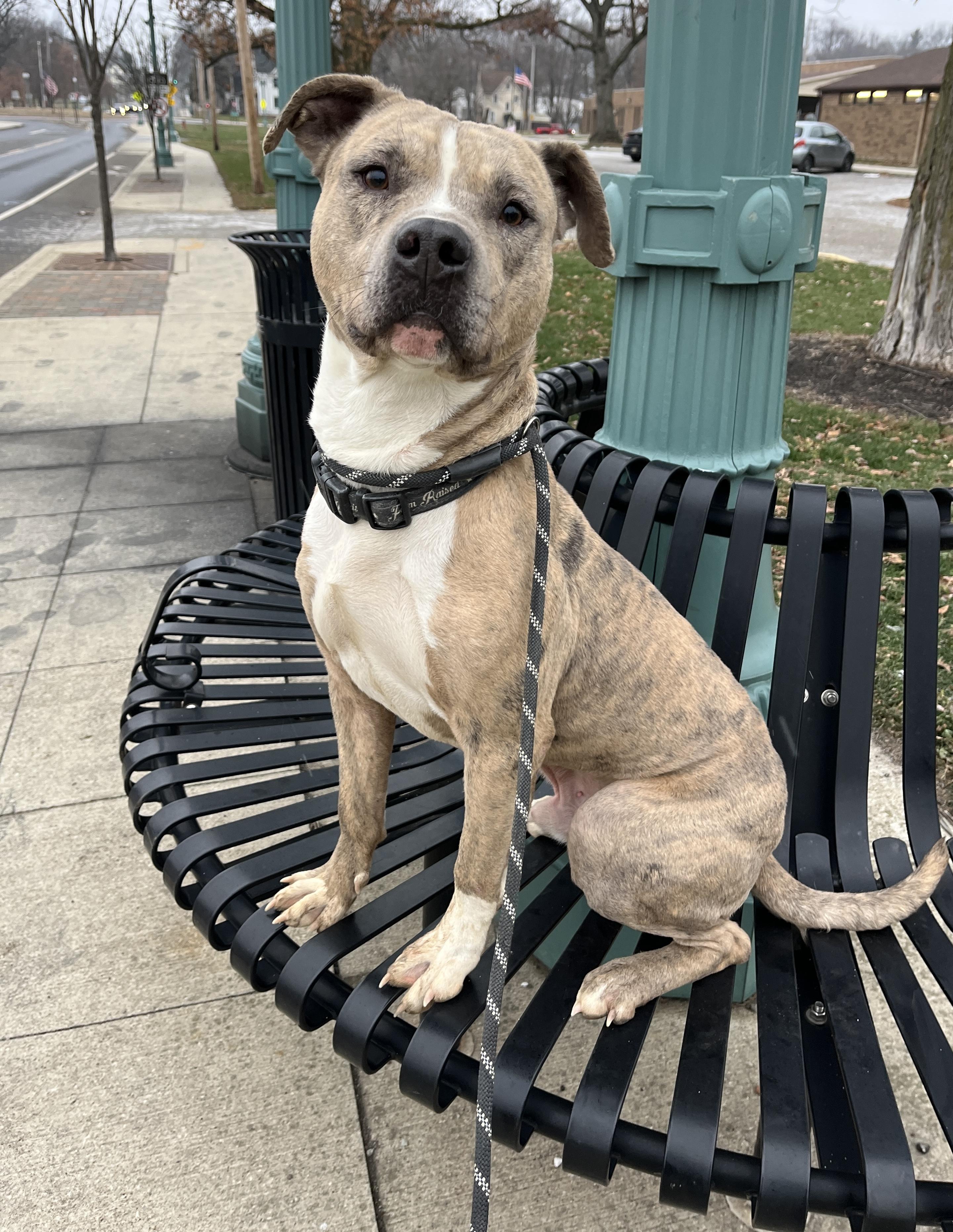 Mac AVAILABLE, Adoptable, Adult Male Pit Bull Terrier.