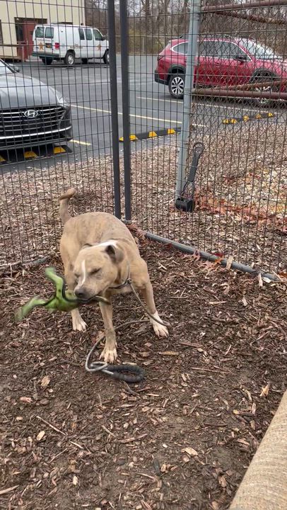 Enlarge Mac AVAILABLE, a Adoptable Pit Bull Terrier in Canton, OH video 3/5