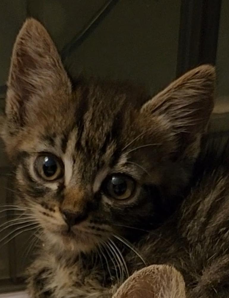 Inspector Gadget — thumbnail 2