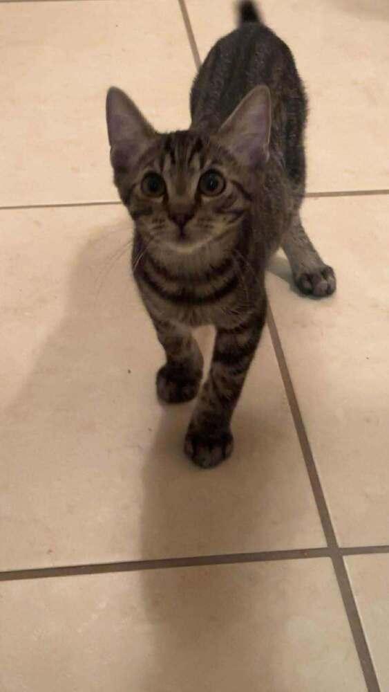 Inspector Gadget — thumbnail 4