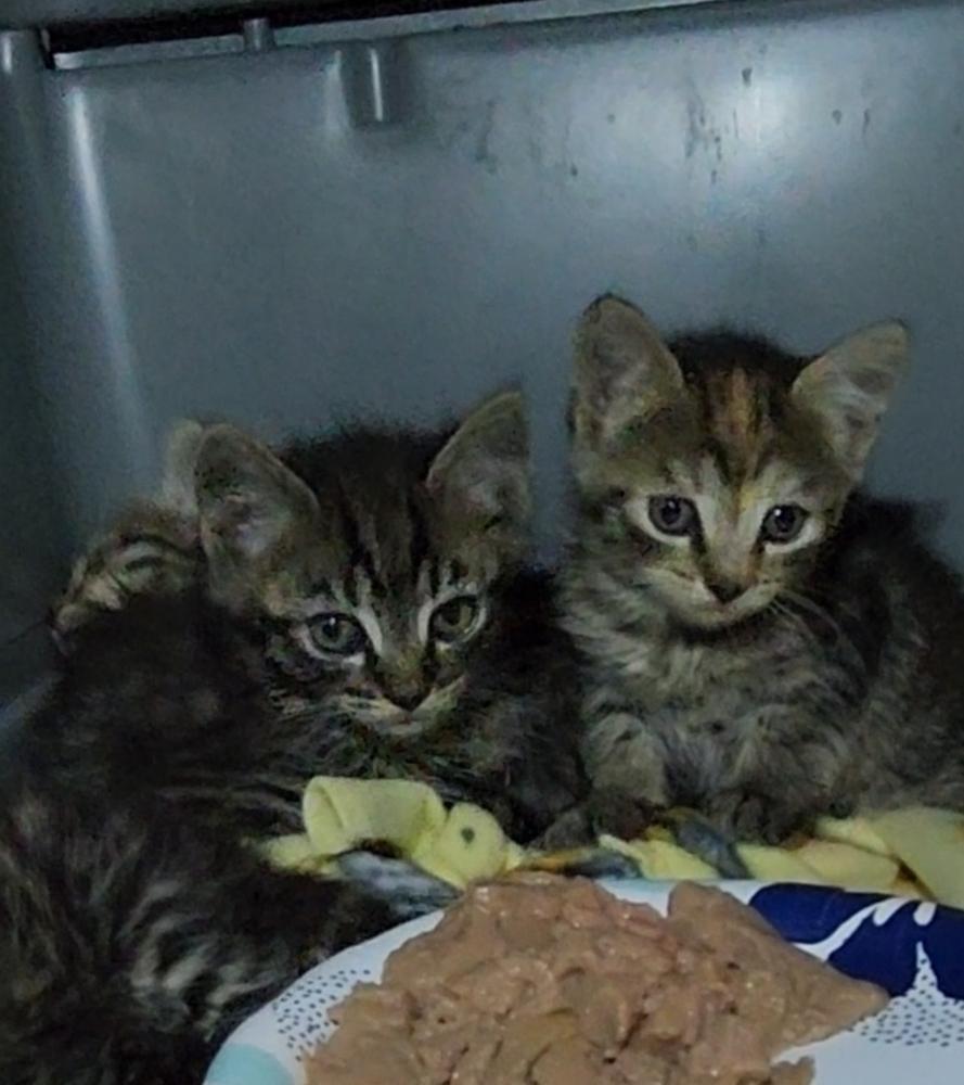 Inspector Gadget — thumbnail 5