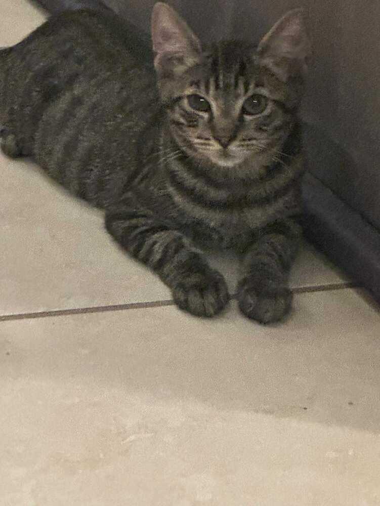 Inspector Gadget — thumbnail 6