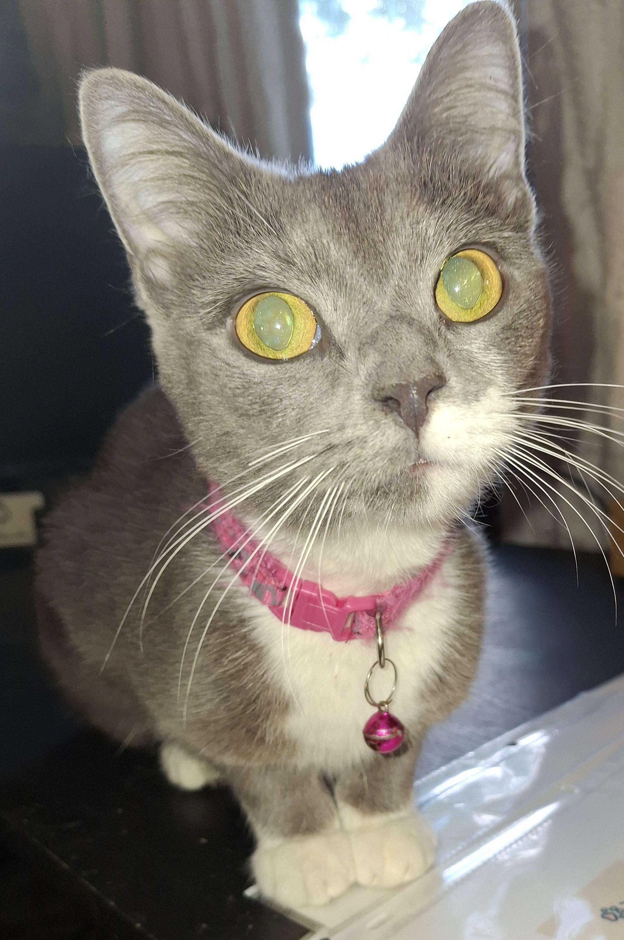 Petunia