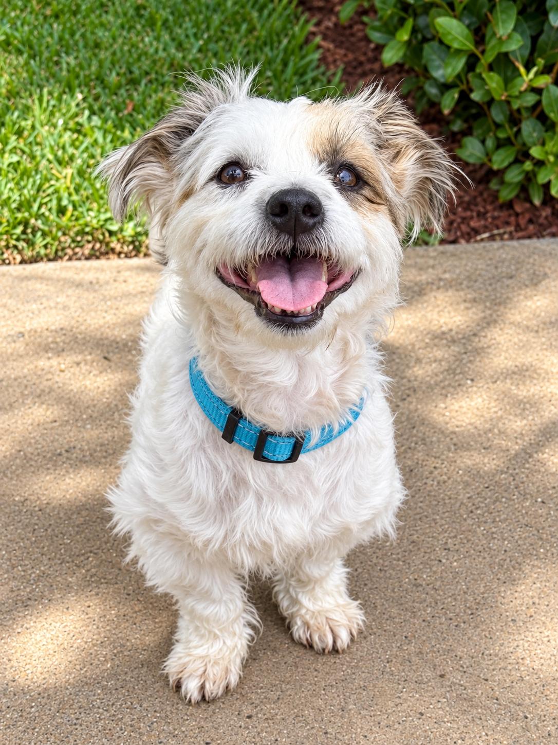 Enlarge Snoopy, a Adopted mixed breed in Orange, CA image 2/3