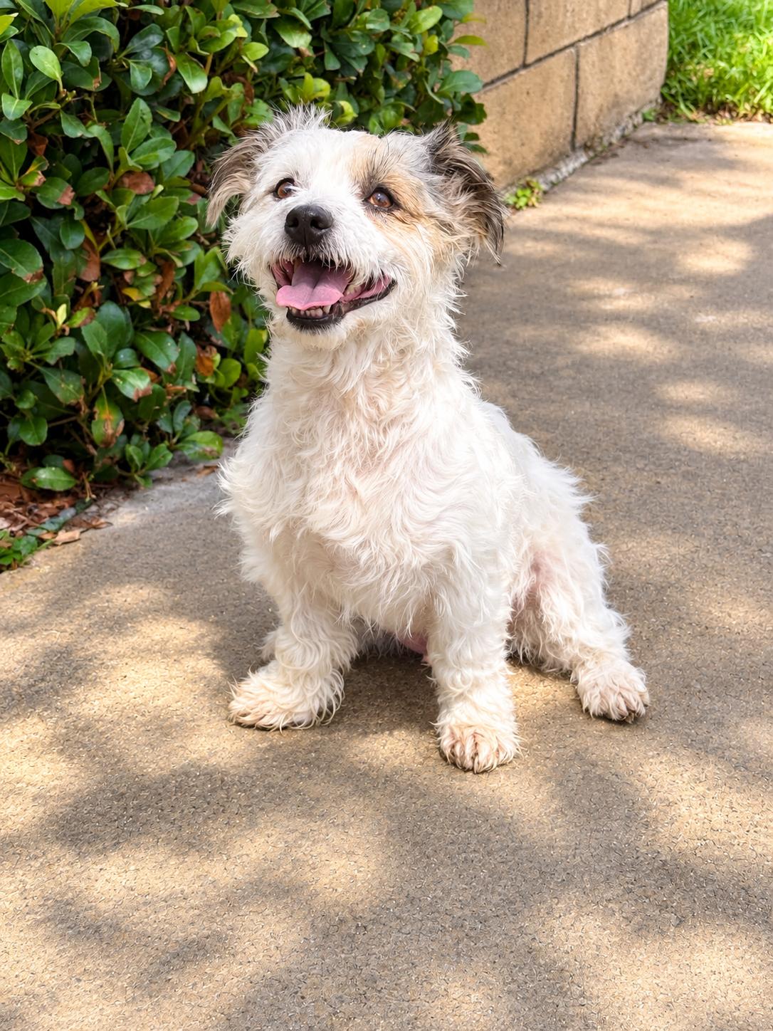 Enlarge Snoopy, a Adopted mixed breed in Orange, CA image 3/3