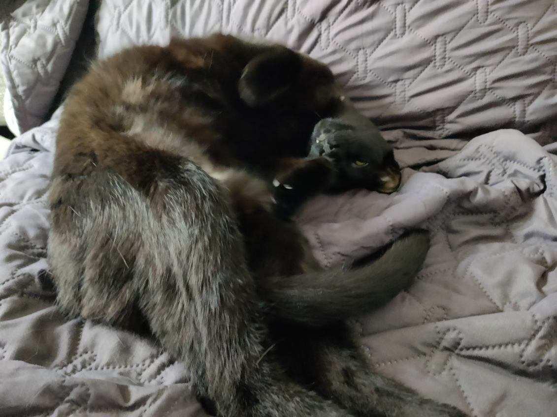 Enlarge Darla, a Adoptable Domestic Short Hair in Oceanside, CA image 7/10