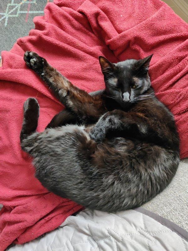 Enlarge Darla, a Adoptable Domestic Short Hair in Oceanside, CA image 10/10