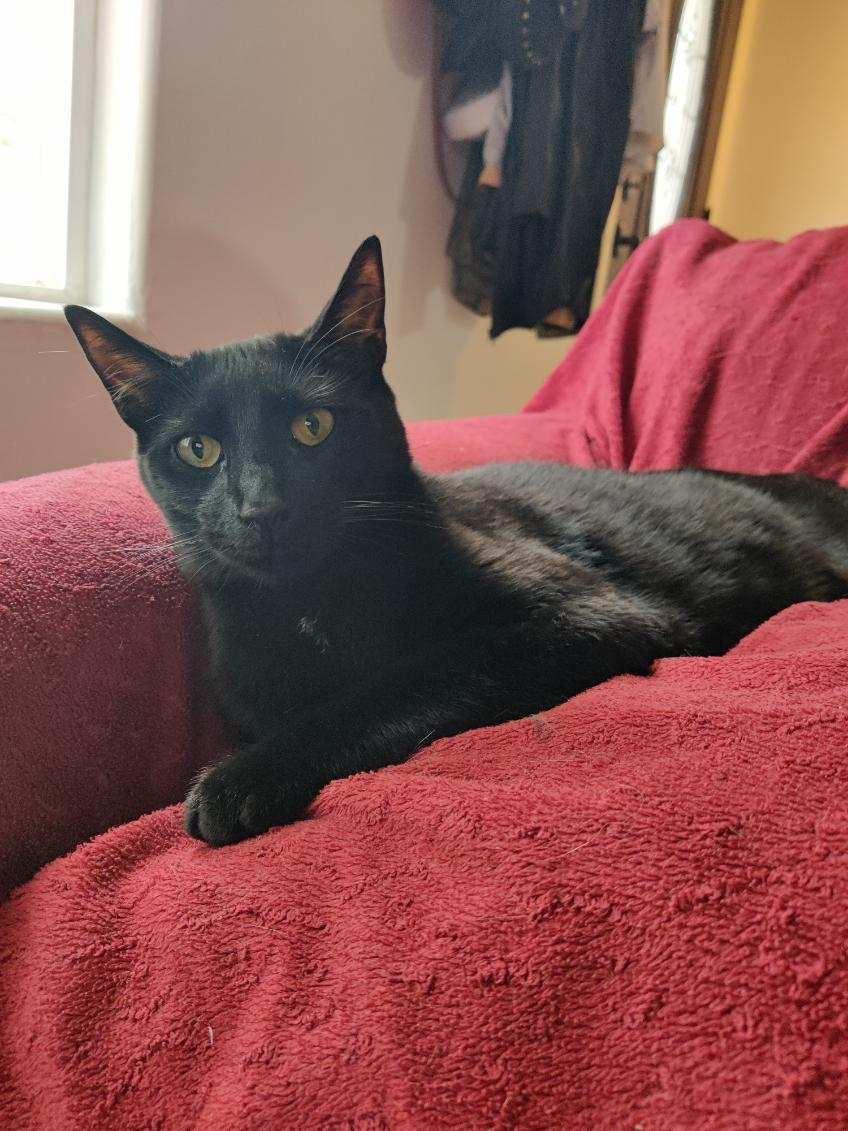 Darla, Young Female Domestic Short Hair