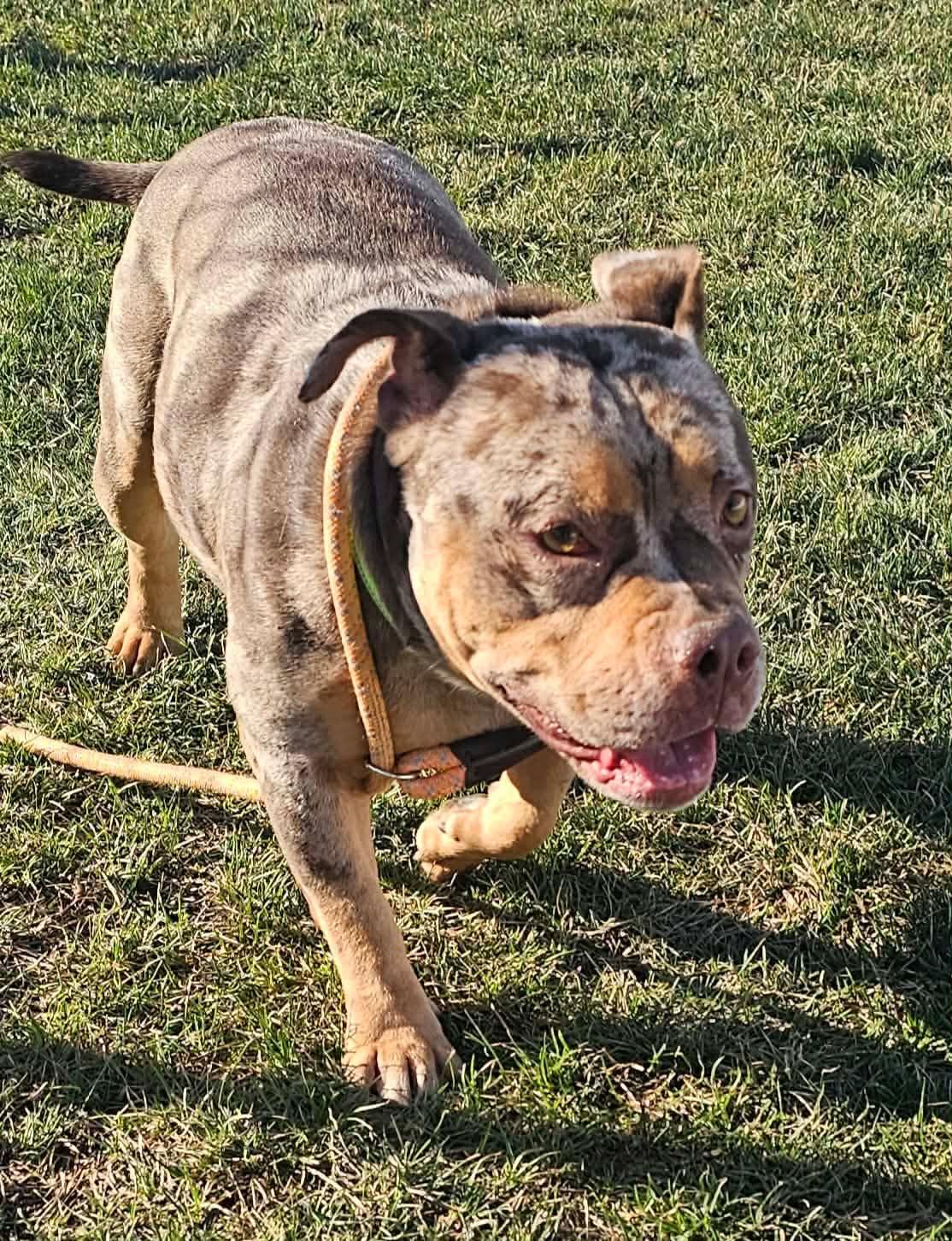 Enlarge Noelle, an adopted American Bully in Minooka, IL image 4/4
