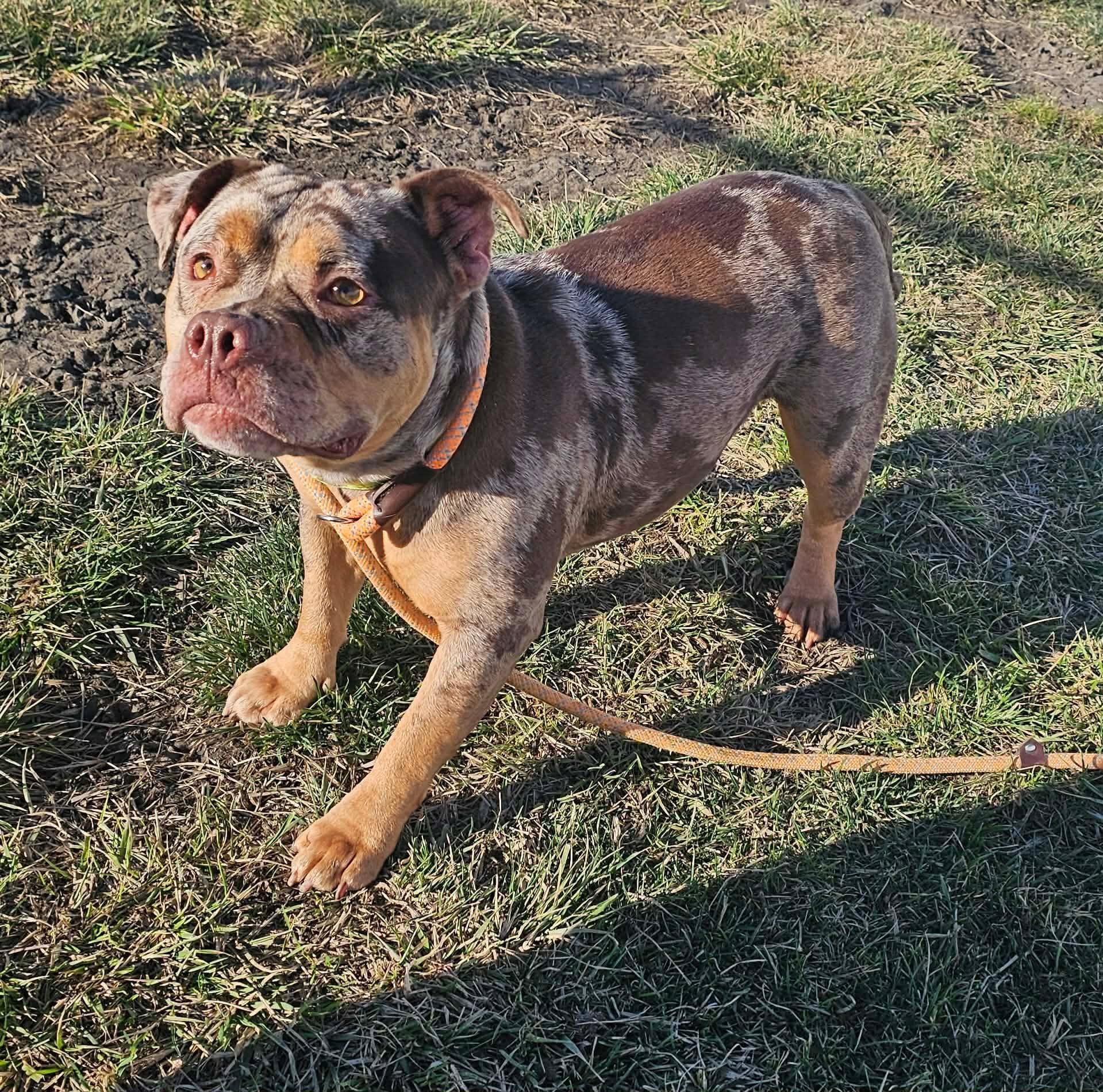Enlarge Noelle, an adopted American Bully in Minooka, IL image 3/4