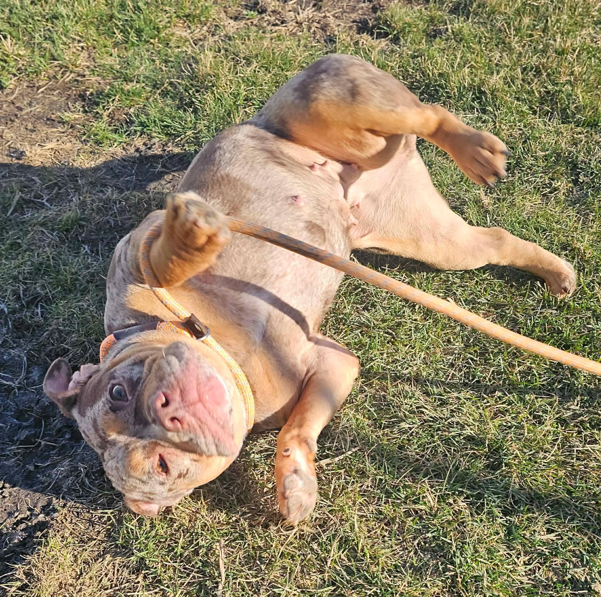 Enlarge Noelle, an adopted American Bully in Minooka, IL image 2/4