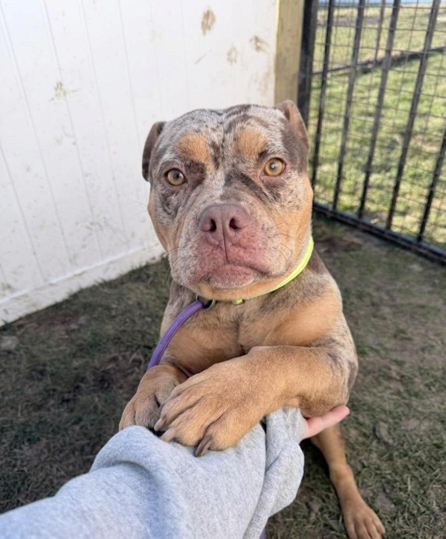 Enlarge Noelle, an adopted American Bully in Minooka, IL image 1/4
