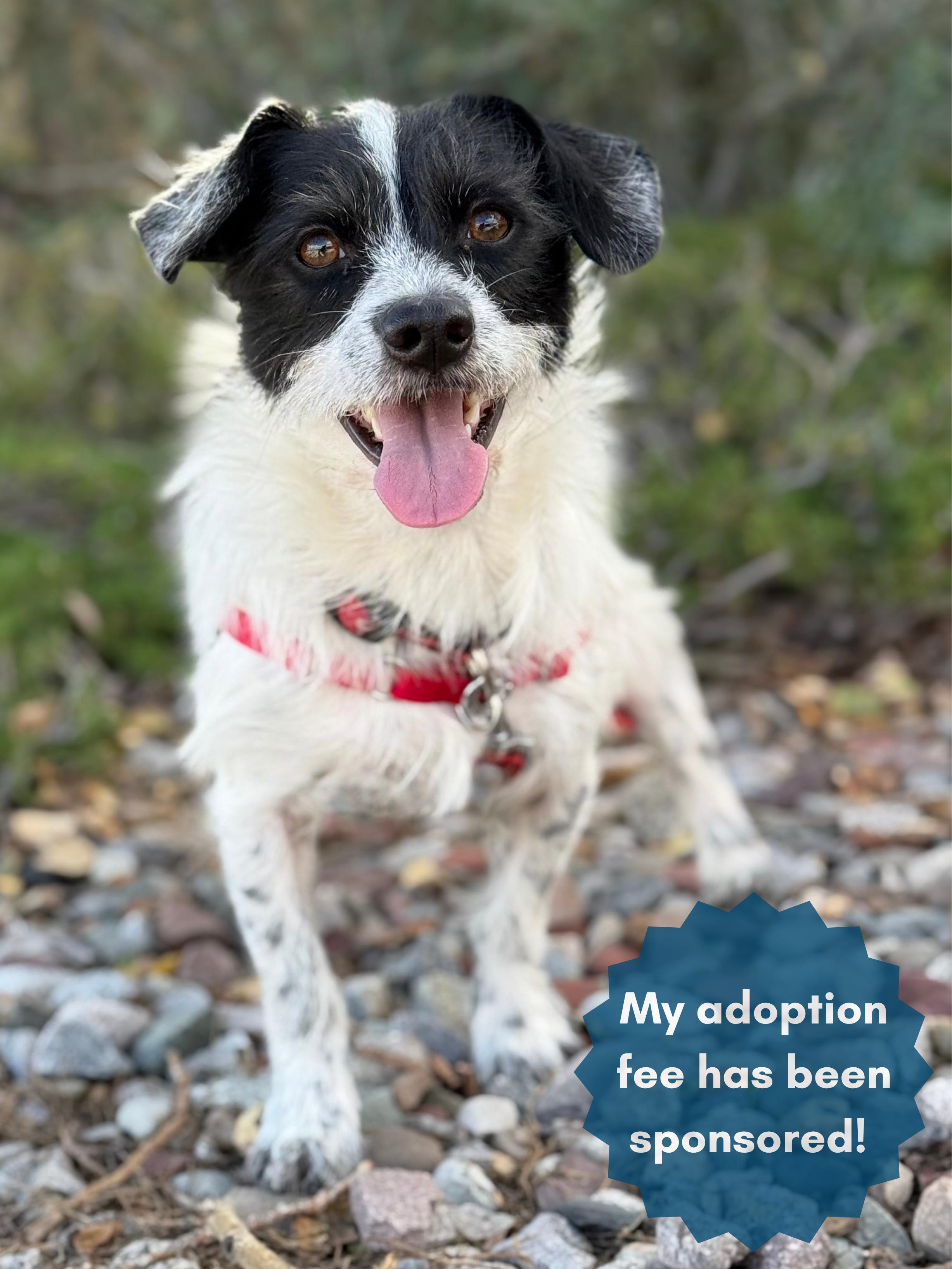 Nibbler, Adopted, Young Male Terrier.