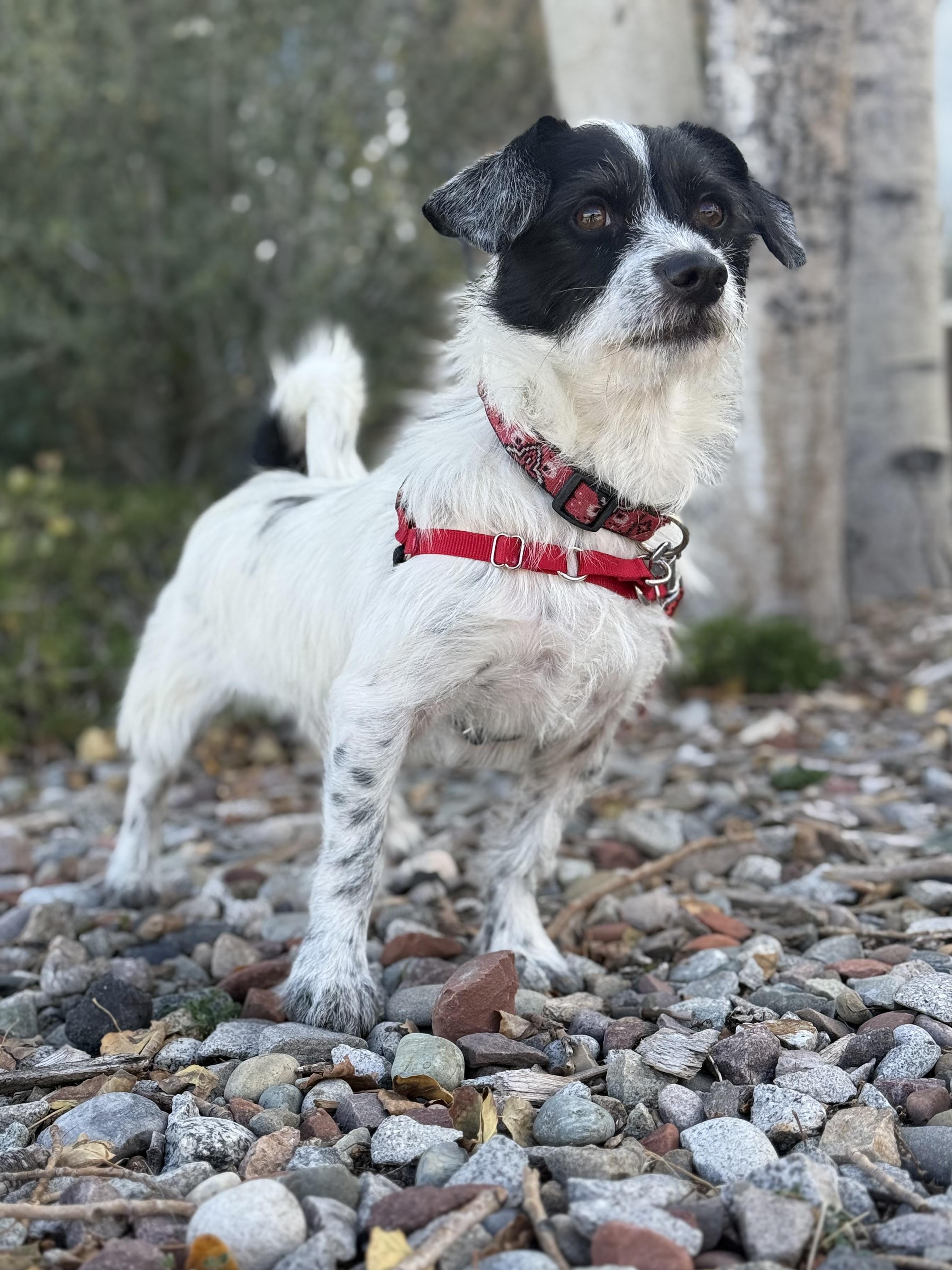 Enlarge Nibbler, a Adopted mixed breed in Eagle, CO image 3/5