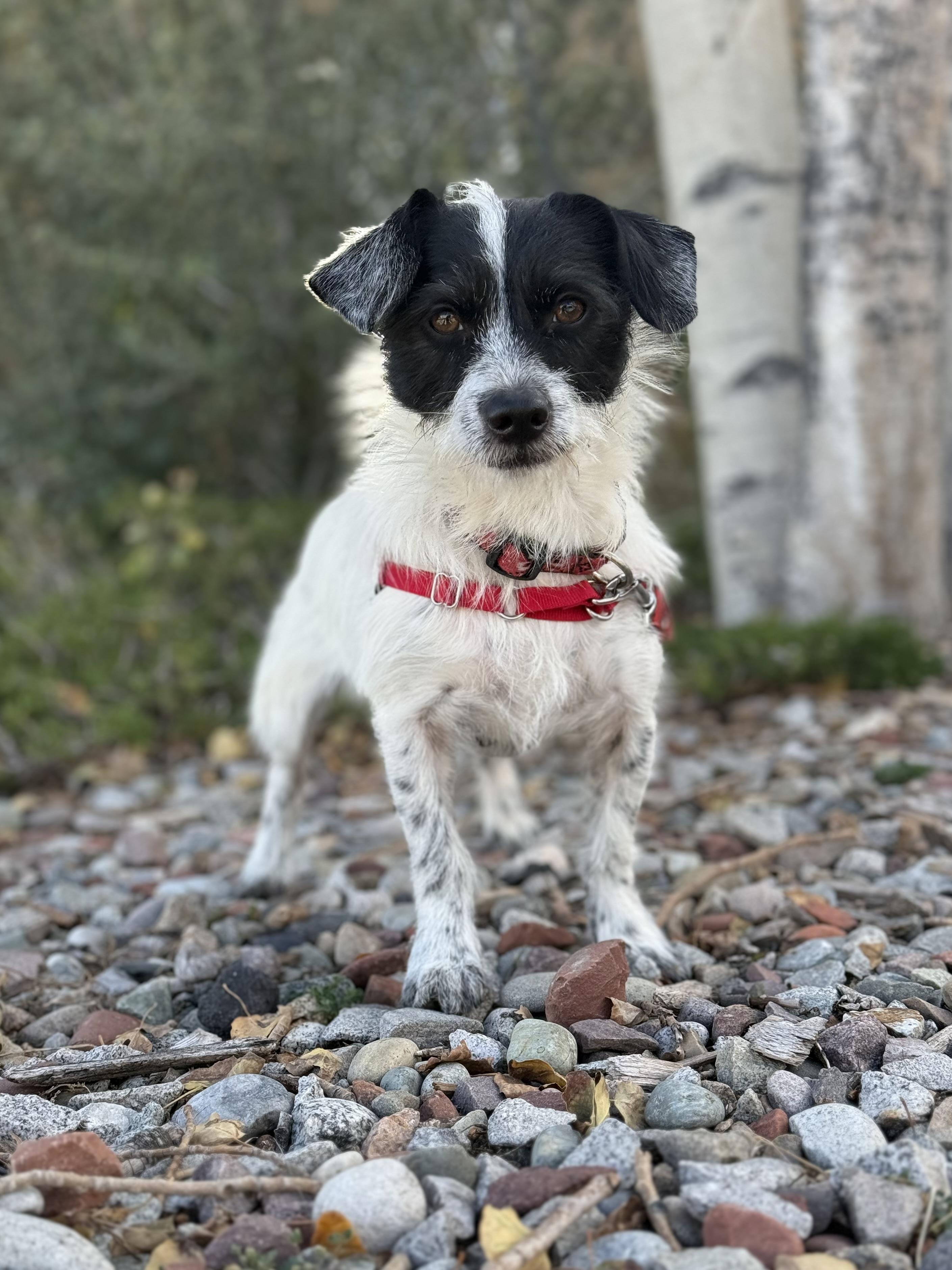 Enlarge Nibbler, a Adopted mixed breed in Eagle, CO image 2/5