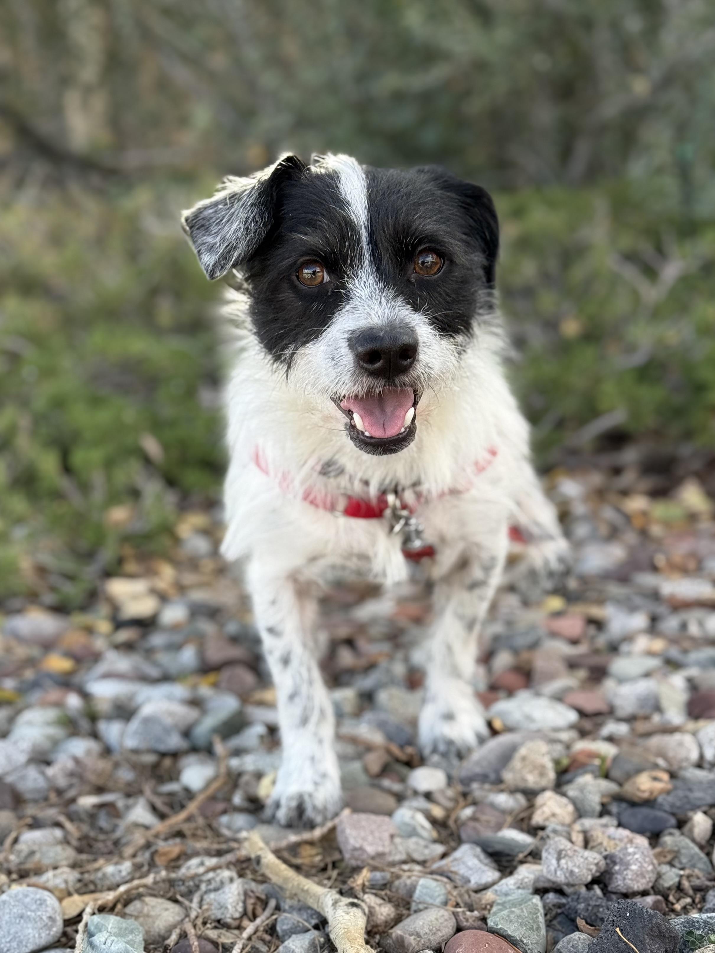 Enlarge Nibbler, a Adopted mixed breed in Eagle, CO image 5/5