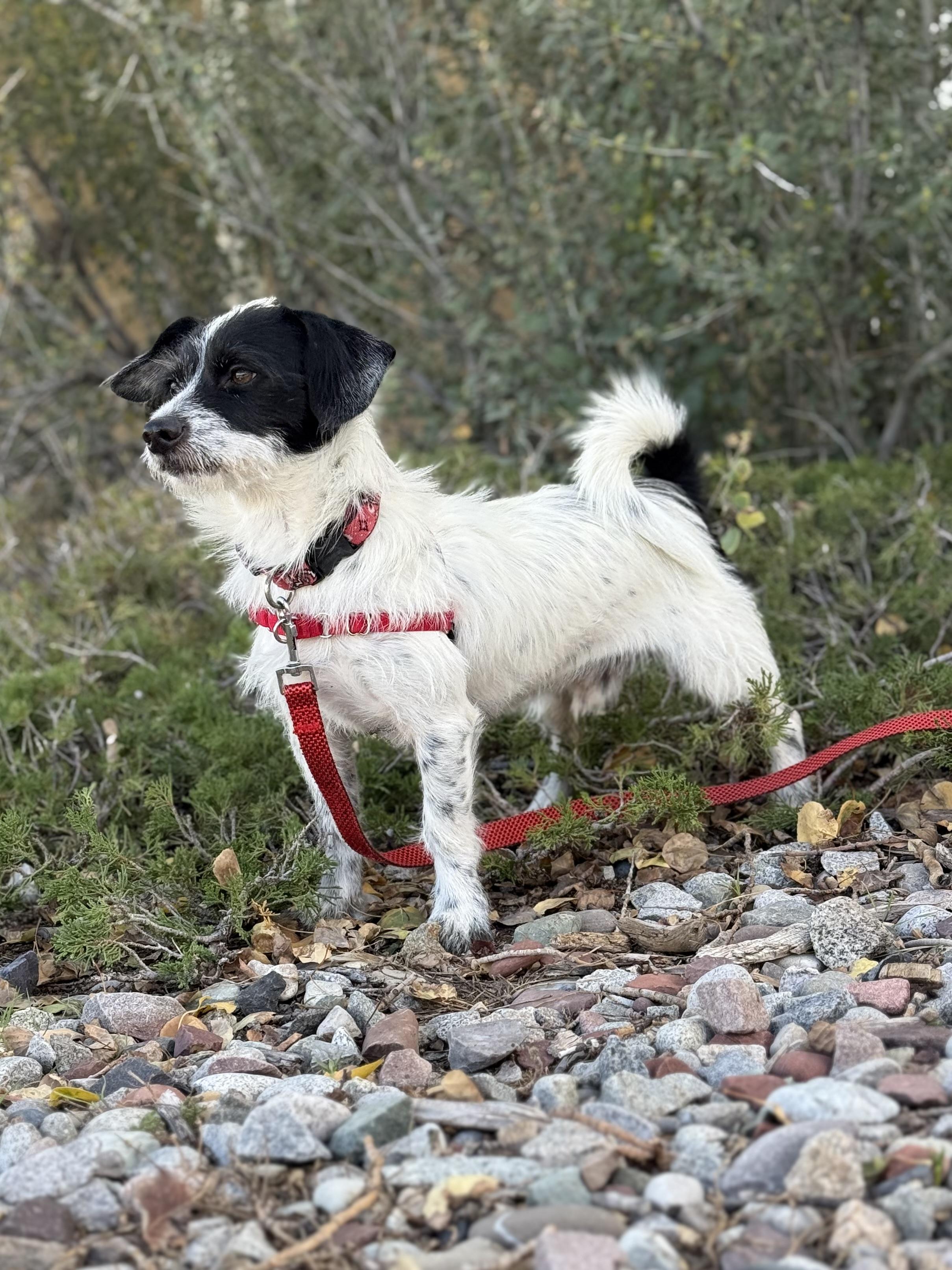 Enlarge Nibbler, a Adopted mixed breed in Eagle, CO image 4/5