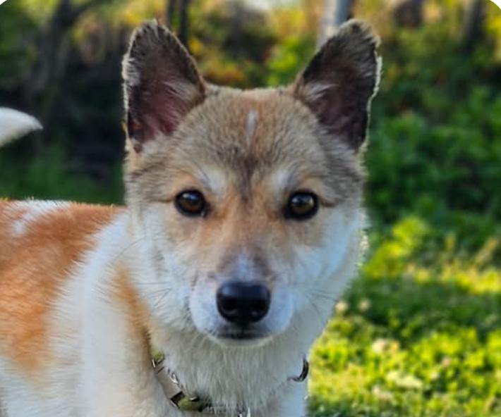 Enlarge Charlie, an adopted mixed breed in San Francisco, CA image 1/1