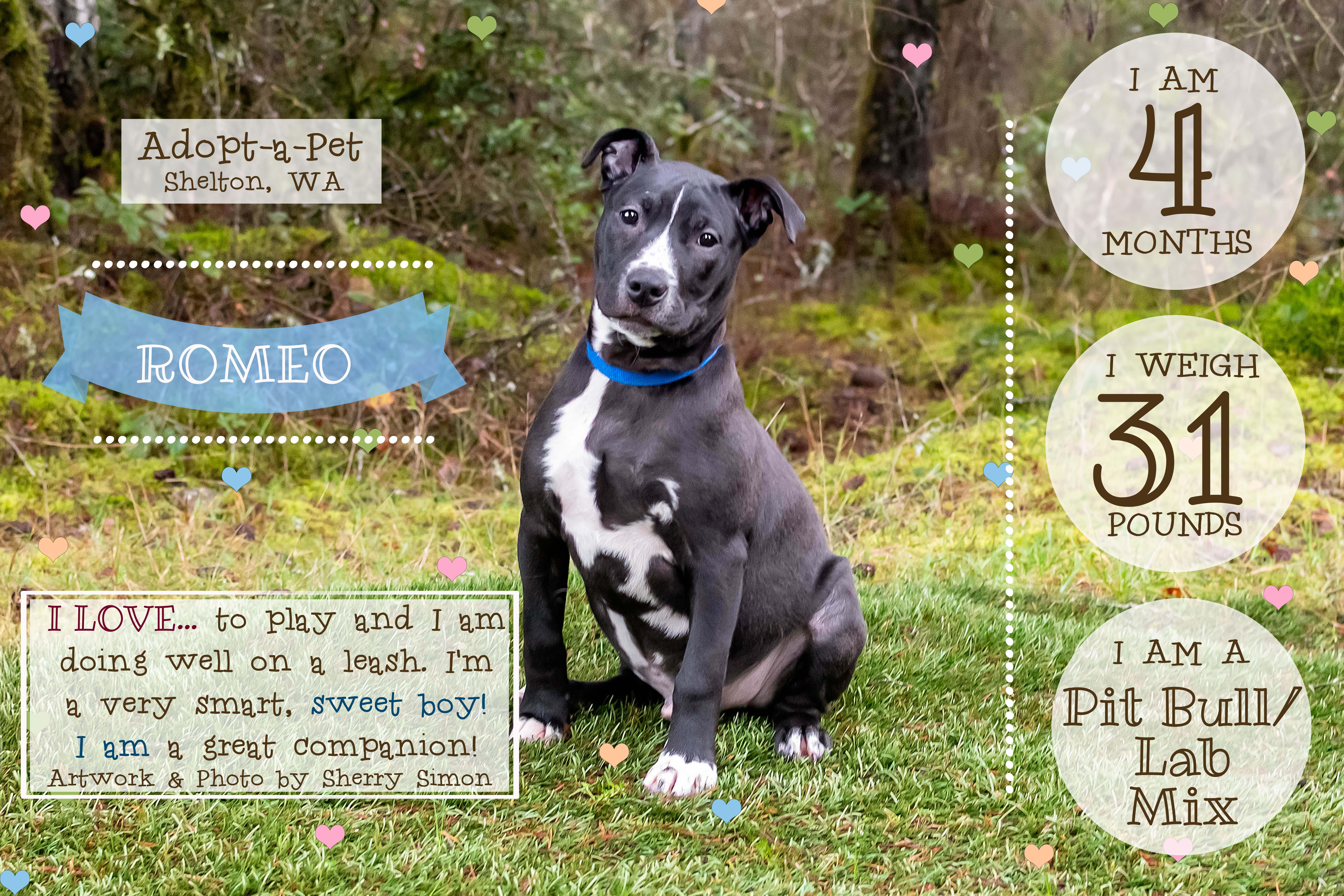 Enlarge ROMEO, a Adoptable mixed breed in Shelton, WA image 2/6