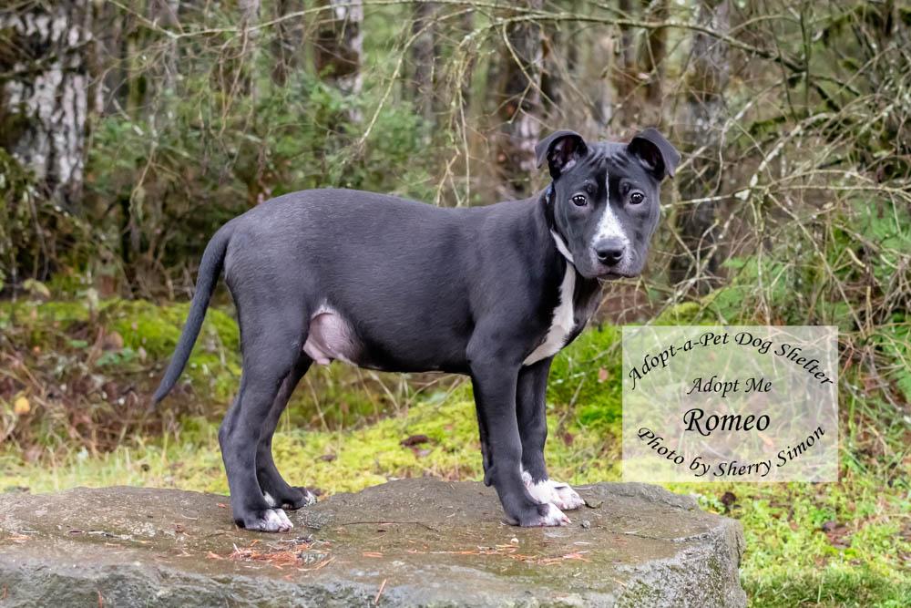 Enlarge ROMEO, a Adoptable mixed breed in Shelton, WA image 5/6