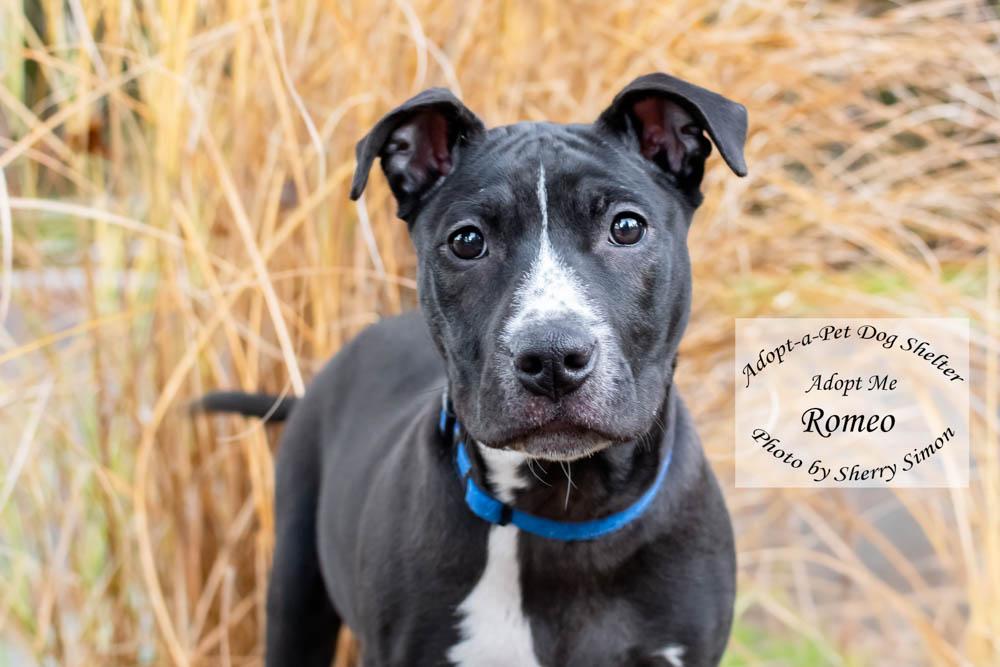 Enlarge ROMEO, a Adoptable mixed breed in Shelton, WA image 1/6
