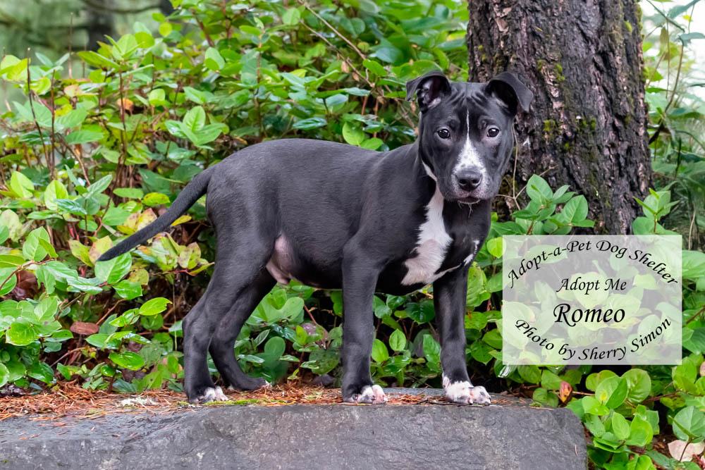 Enlarge ROMEO, a Adoptable mixed breed in Shelton, WA image 3/6