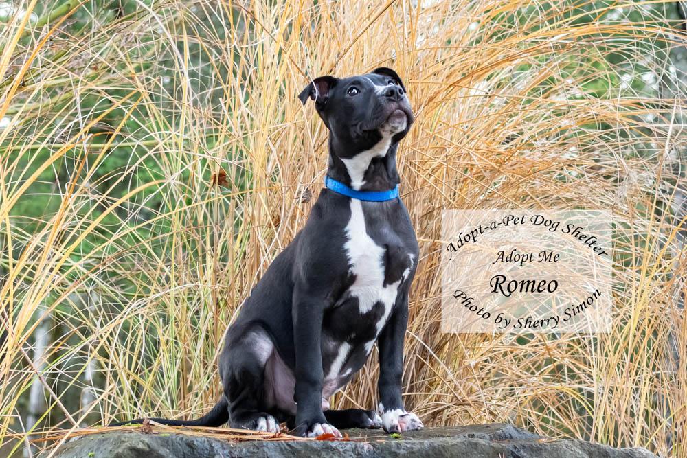 Enlarge ROMEO, a Adoptable mixed breed in Shelton, WA image 6/6