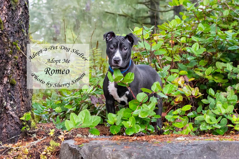 Enlarge ROMEO, a Adoptable mixed breed in Shelton, WA image 4/6
