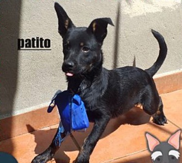 Pato, Baby Male unknown