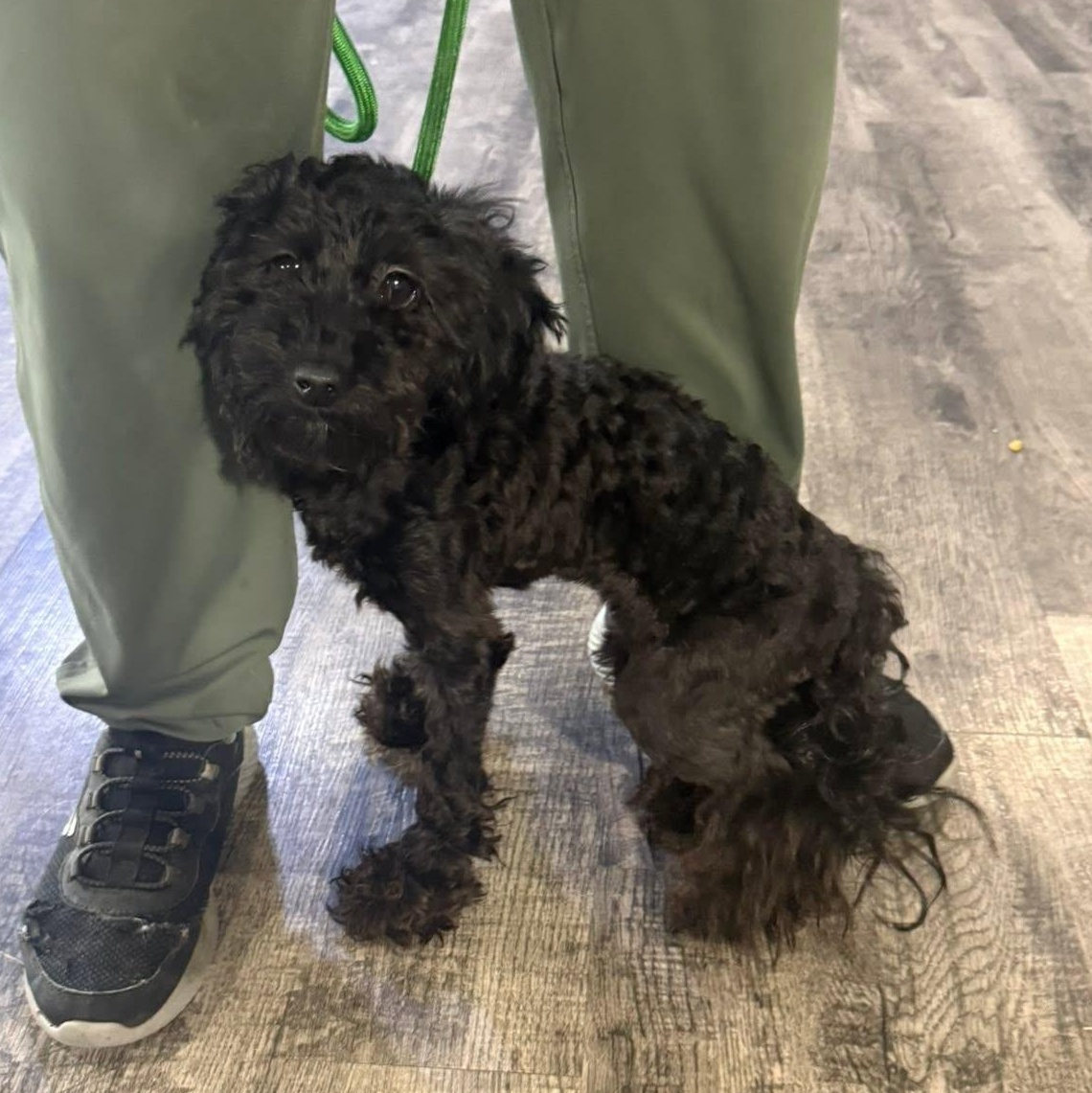 Soulanni, ADOPTABLE, Young Male Poodle (Toy).