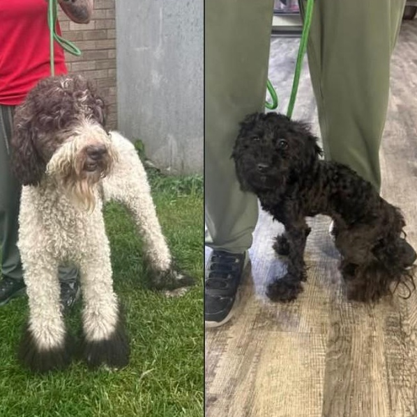 McKinley & Soulanni, ADOPTABLE, Adult Male Poodle.