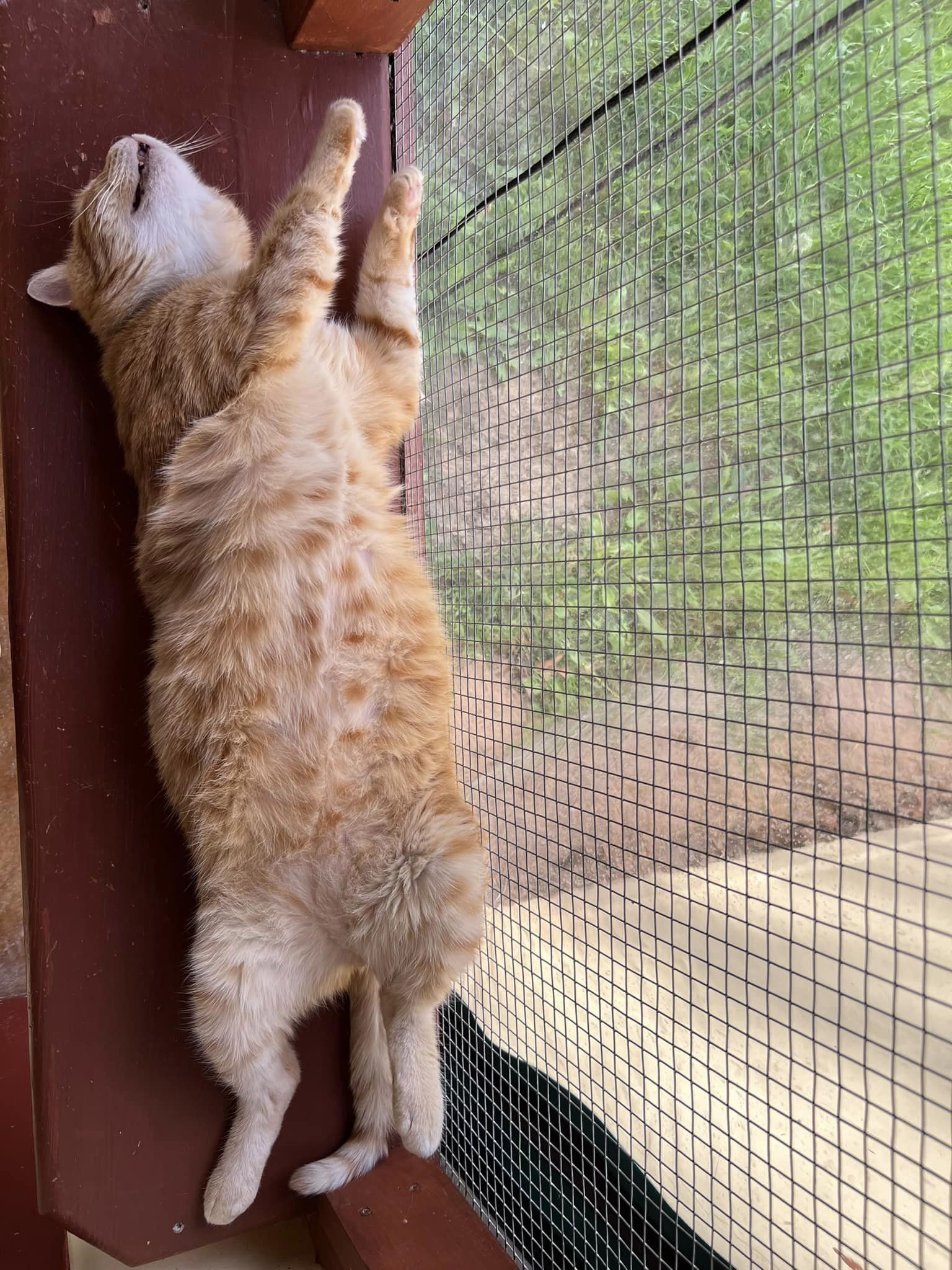 Enlarge Arnold, a Adoptable Domestic Short Hair in Round Rock, TX image 8/12