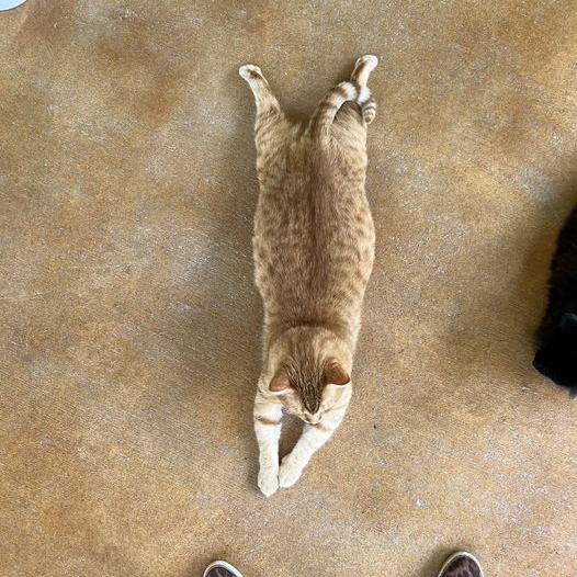 Enlarge Arnold, a Adoptable Domestic Short Hair in Round Rock, TX image 10/12