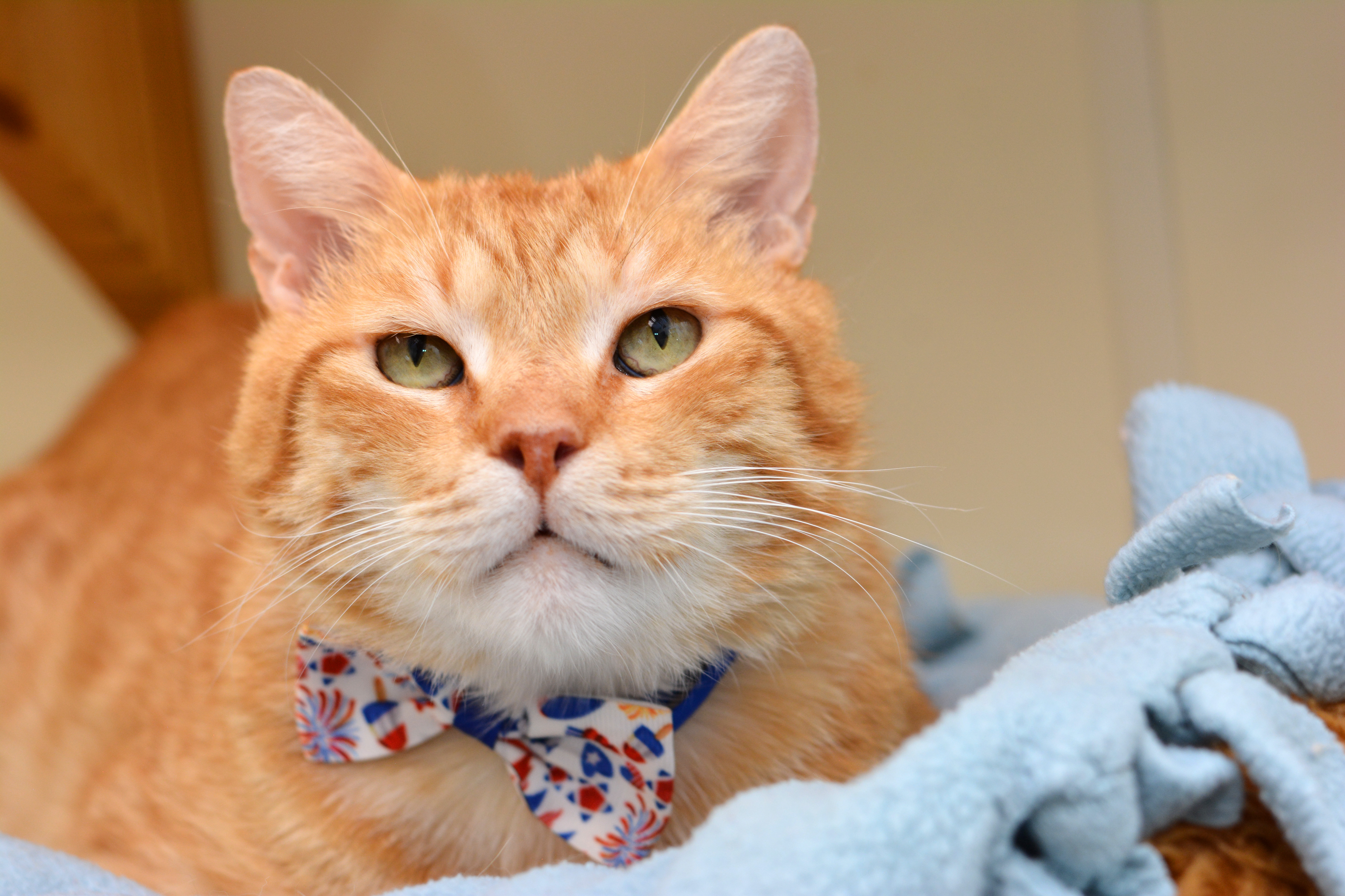 Arnold, Adoptable, Senior Male Domestic Short Hair.